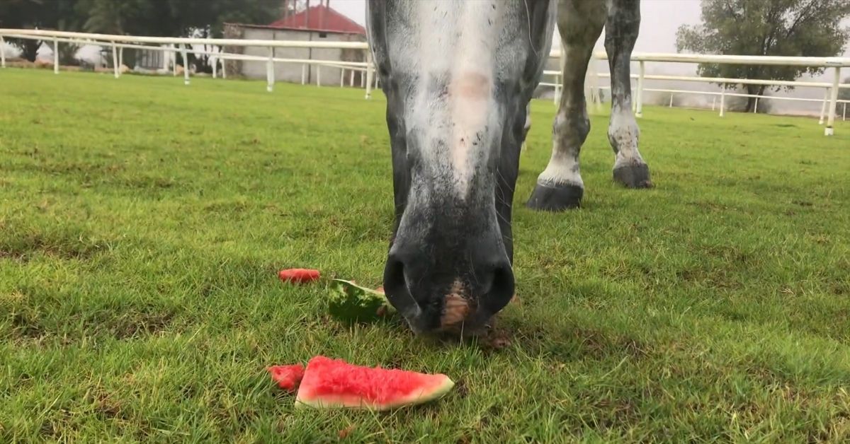 Horses Enjoy Eating Watermelons
