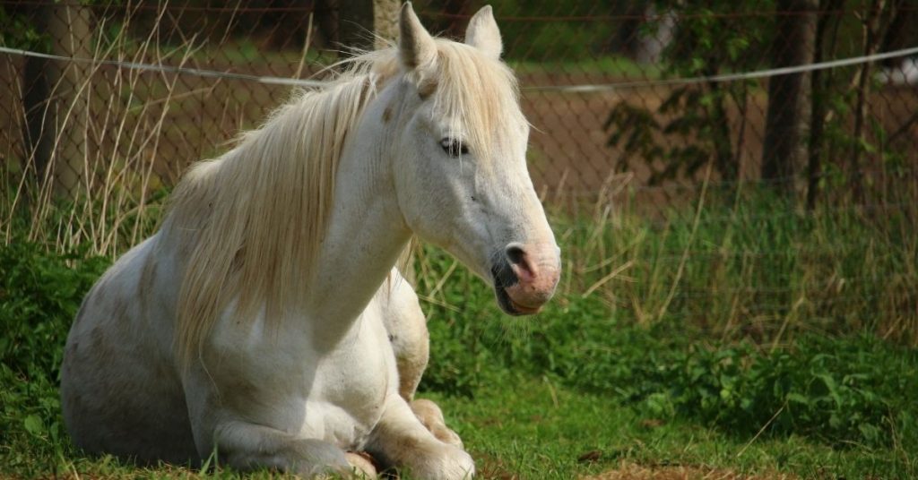 3 Reasons Why Does A Horse Lie Down? National Equine