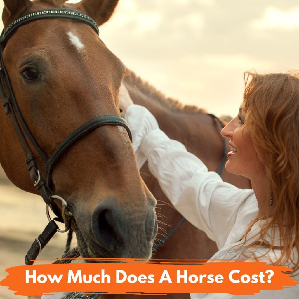 How Much Does A Horse Cost