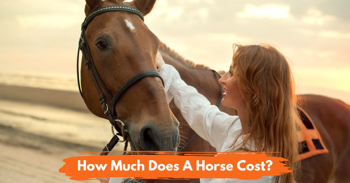How Much Does A Horse Cost Social