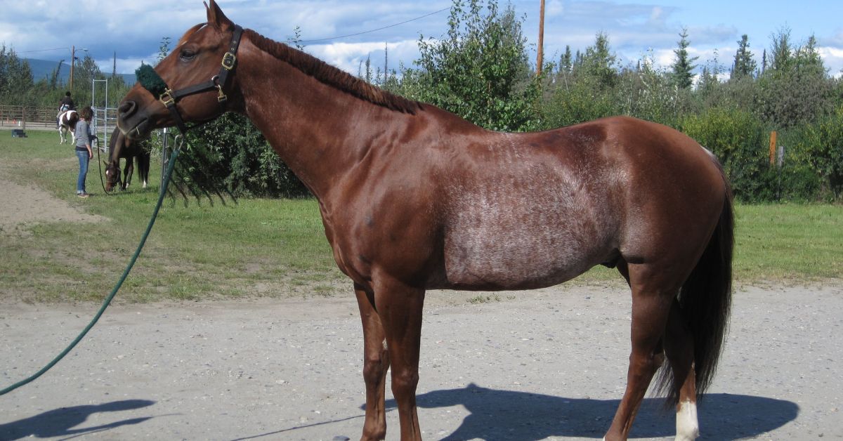 Rabicano Roan Horses
