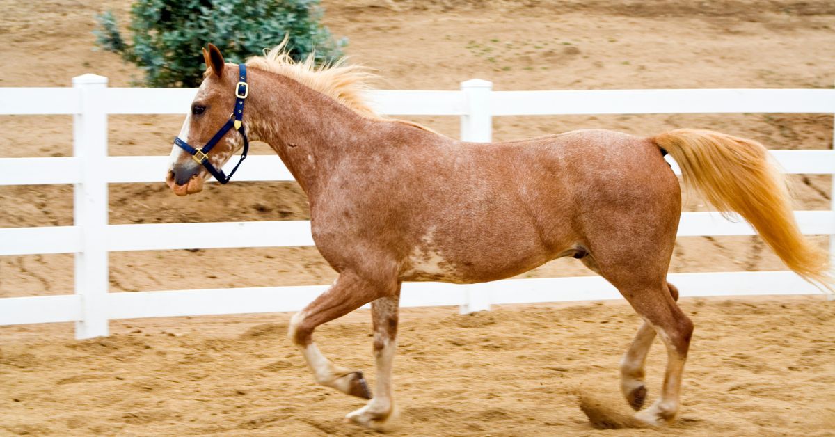 Red Roan Horses