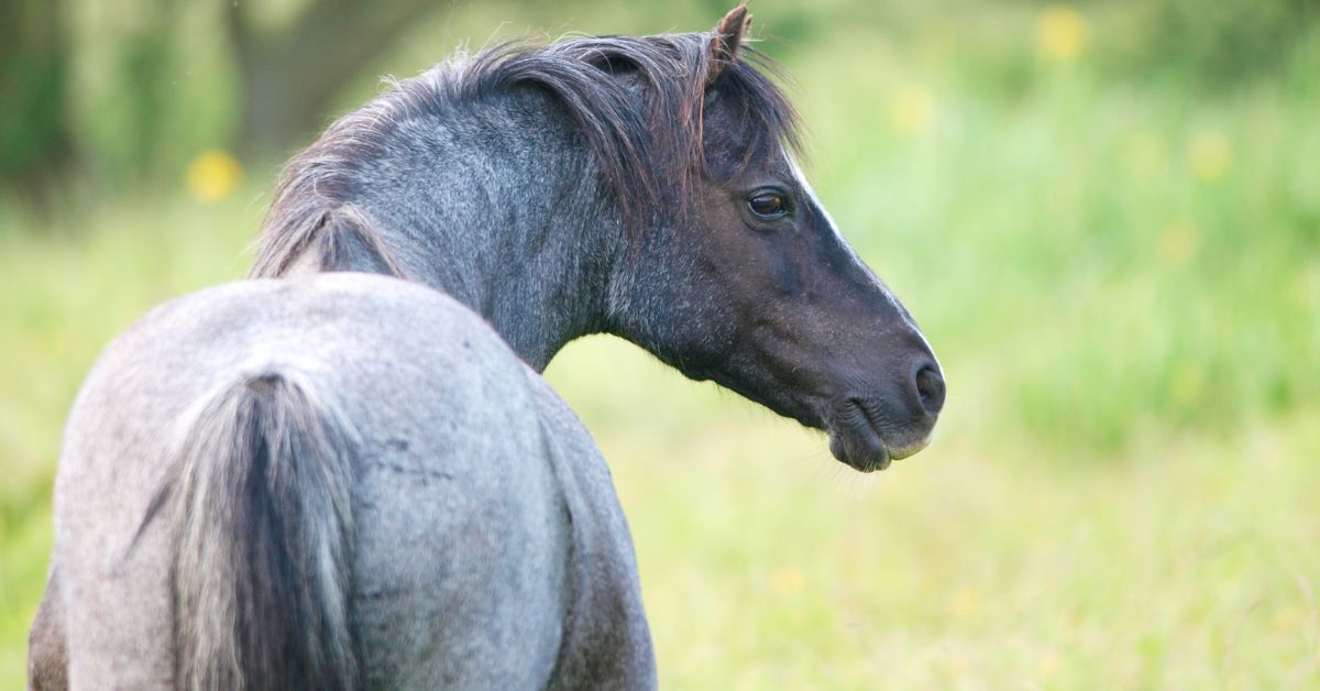 Sabino Roan Horses