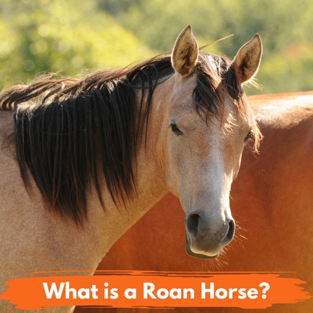 What is a Roan Horse