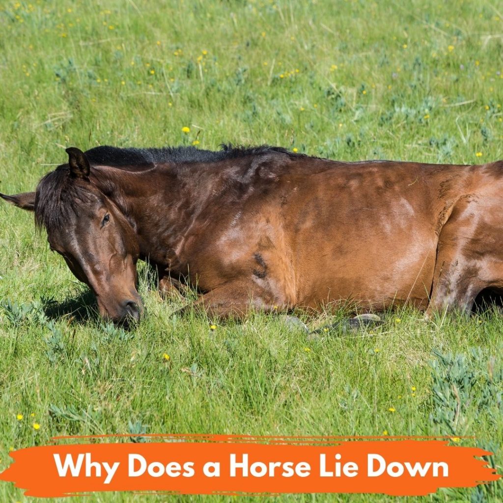 Why Does a Horse Lie Down