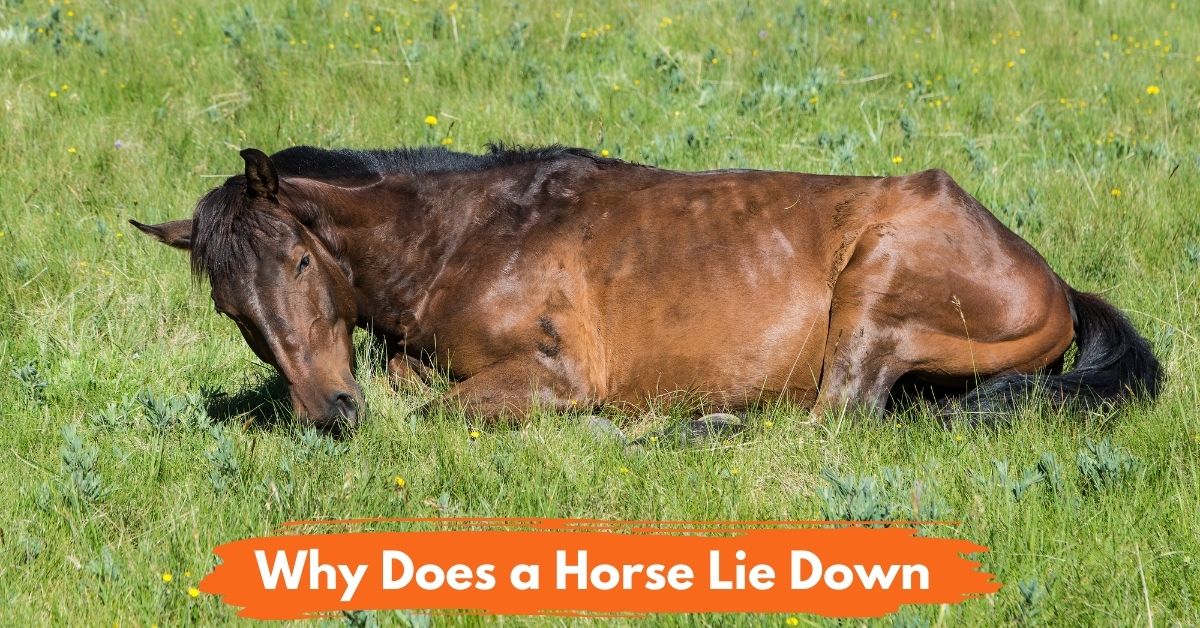 Why Does a Horse Lie Down Social