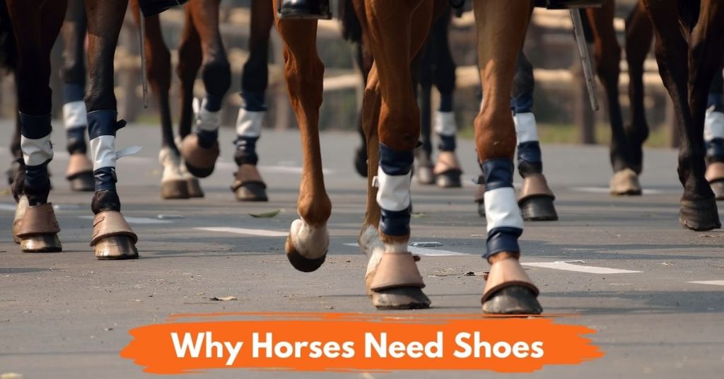 6-reasons-why-horses-need-shoes-national-equine