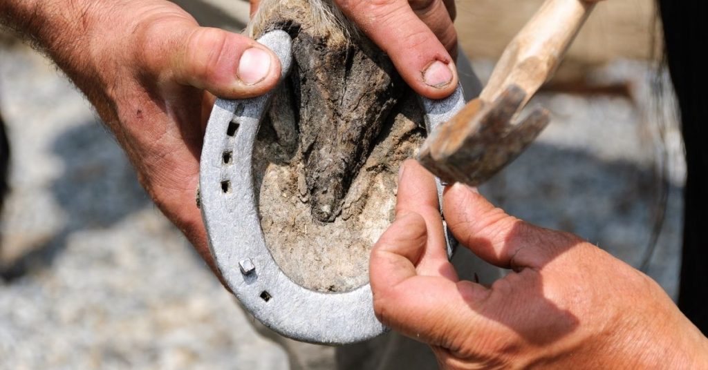 6 Reasons Why Horses Need Shoes National Equine