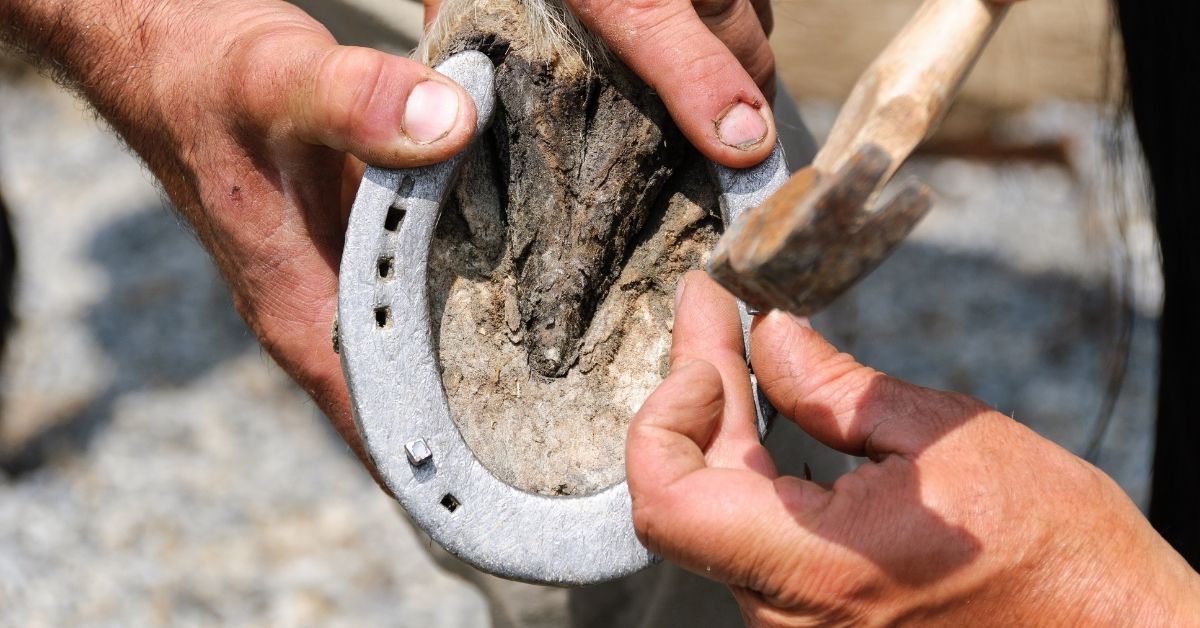 farrier nails on a horse shoe