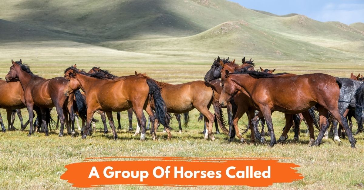 A Group Of Horses Called social