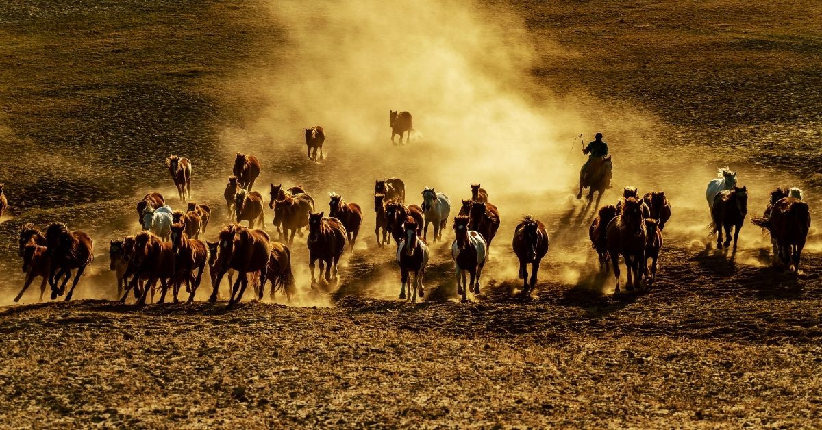 A Group Of Horses