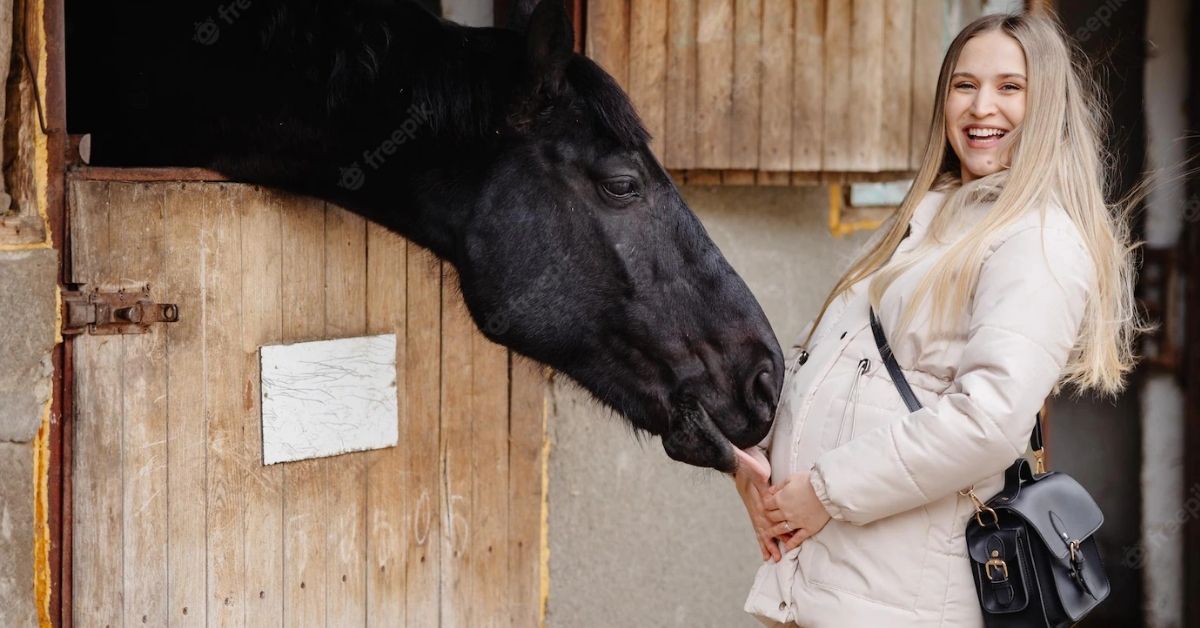 A black horse licks a pregnant woman