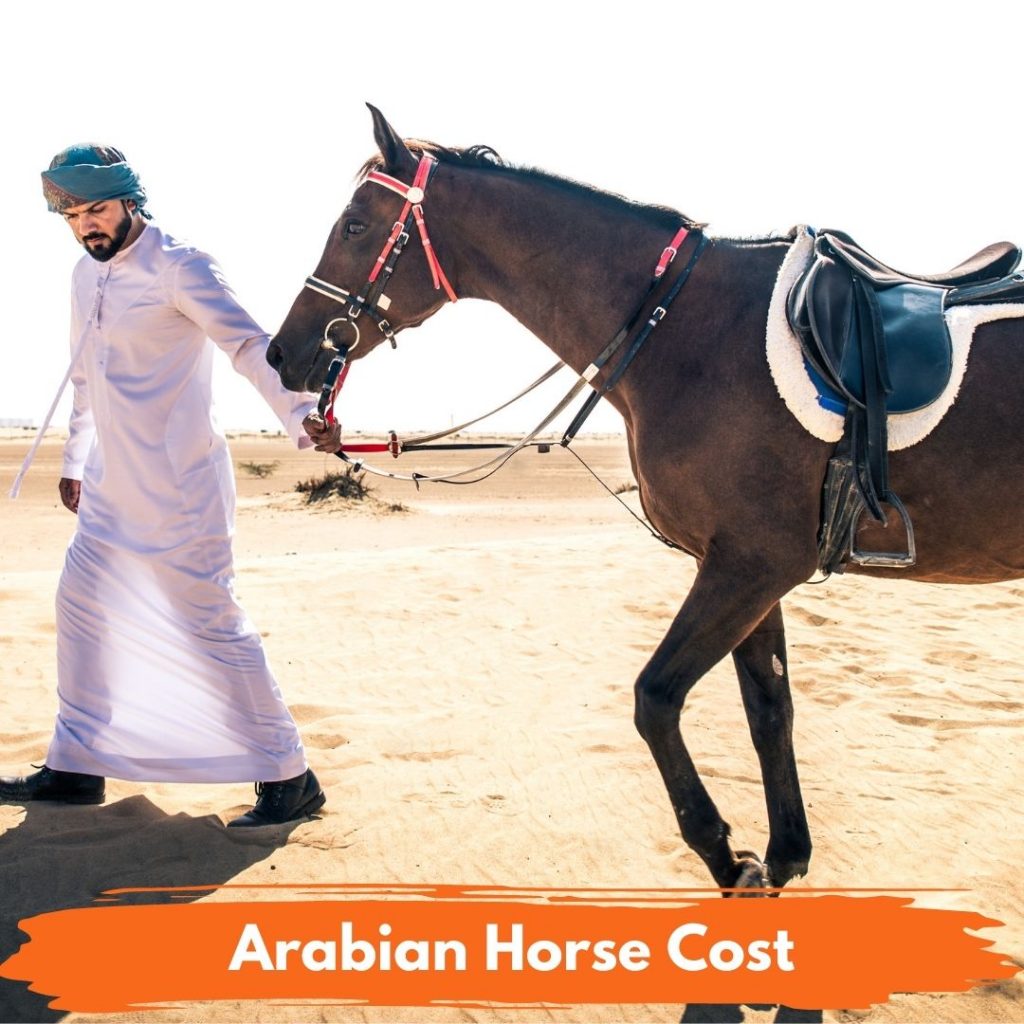 Arabian Horse Cost