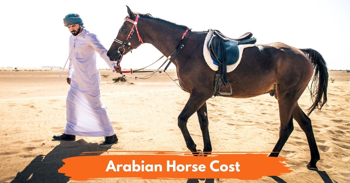 Arabian Horse Cost social