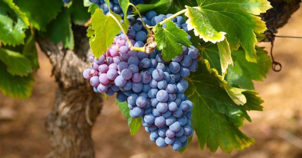 Can Horses Eat Grapes? National Equine