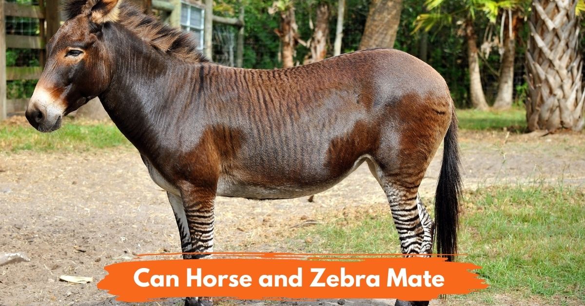 Can Horse and Zebra Mate social