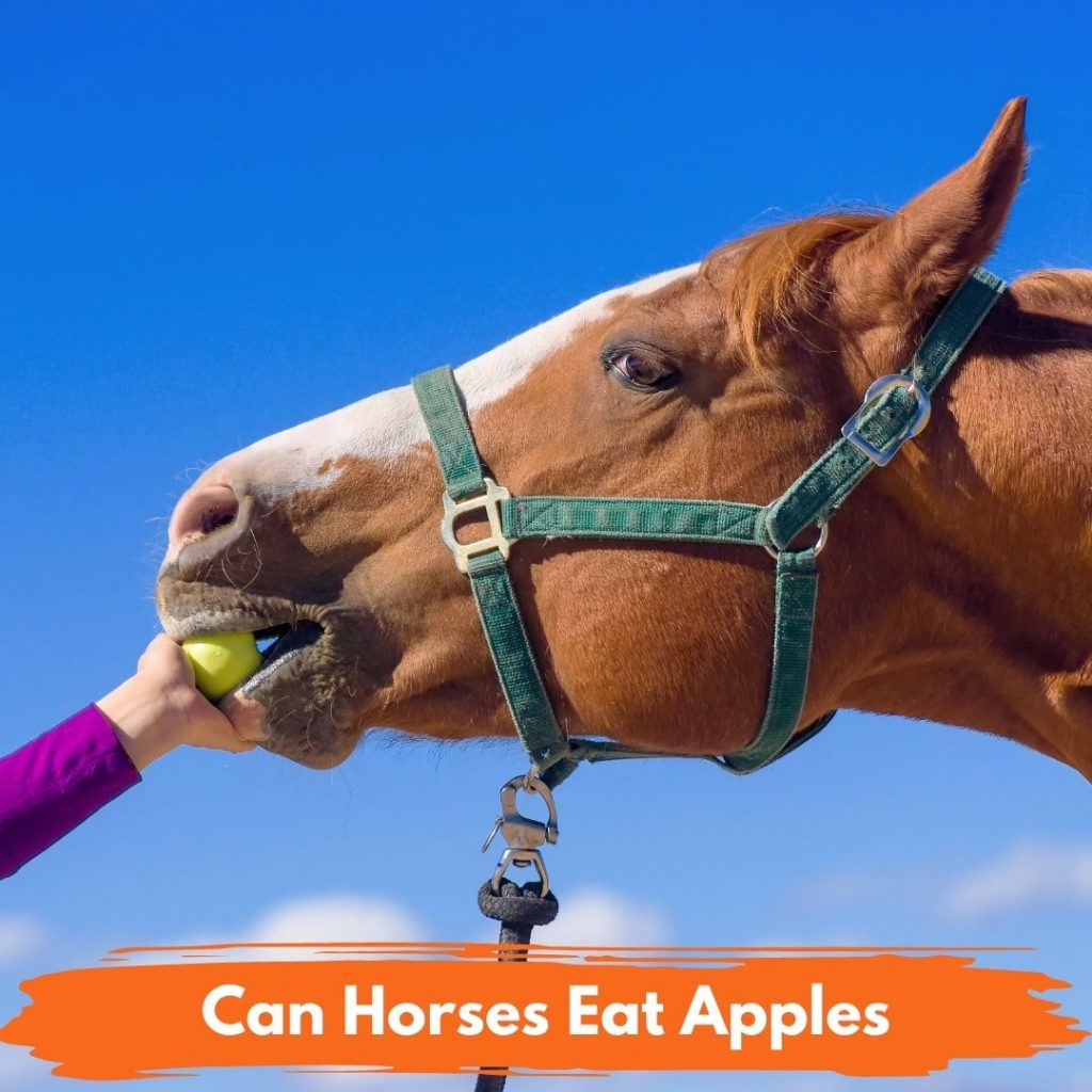 Can Horses Eat Apples