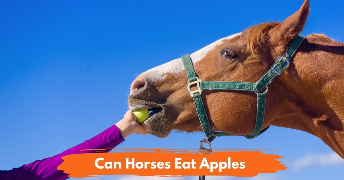 Can Horses Eat Apples Social