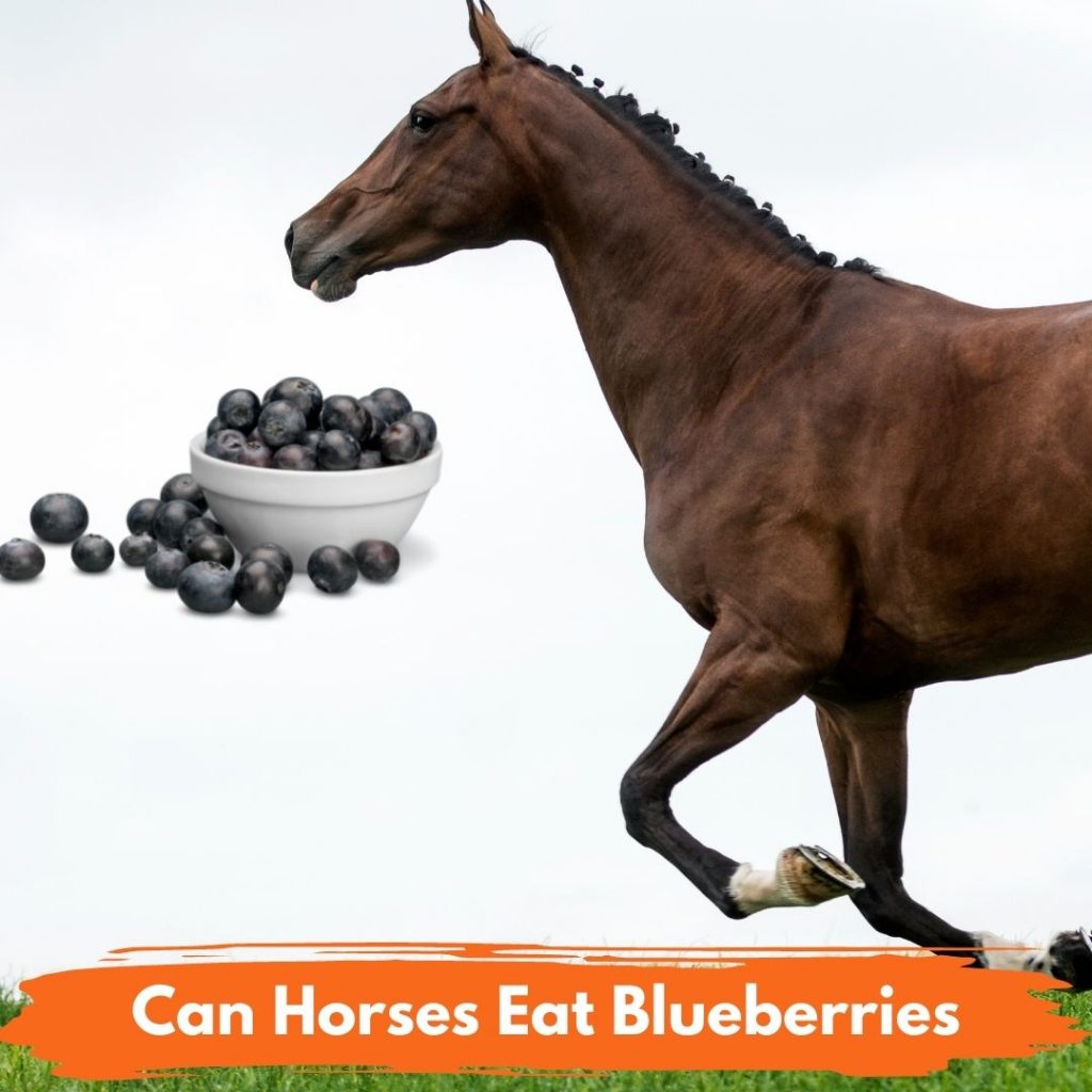 Can Horses Eat Blueberries