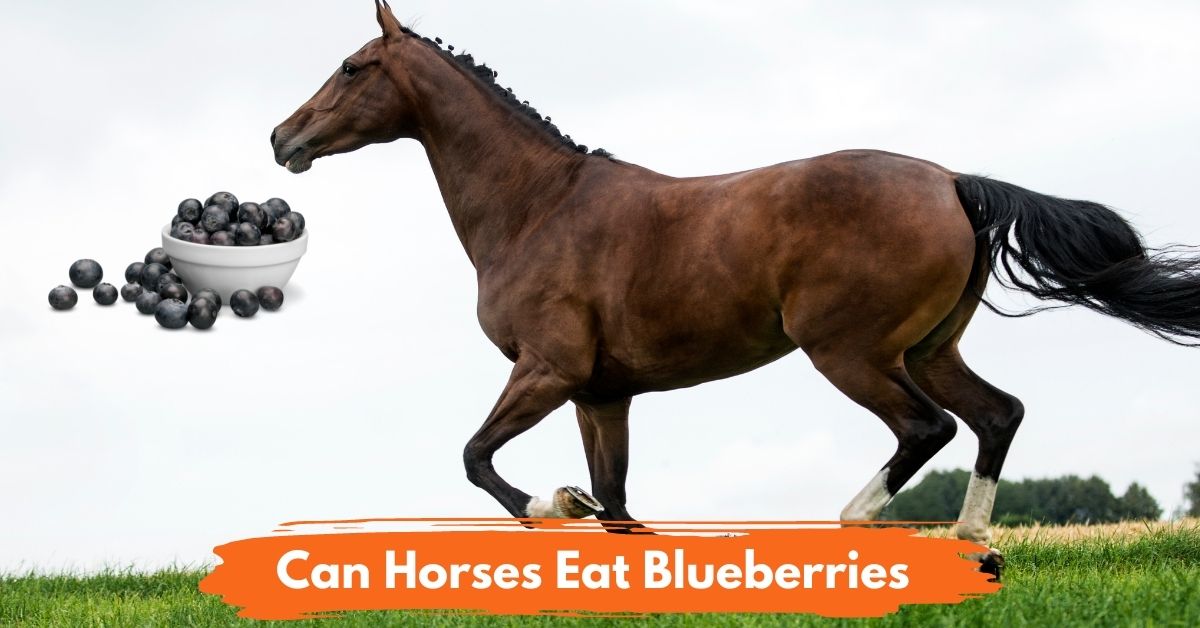 Can Horses Eat Blueberries social