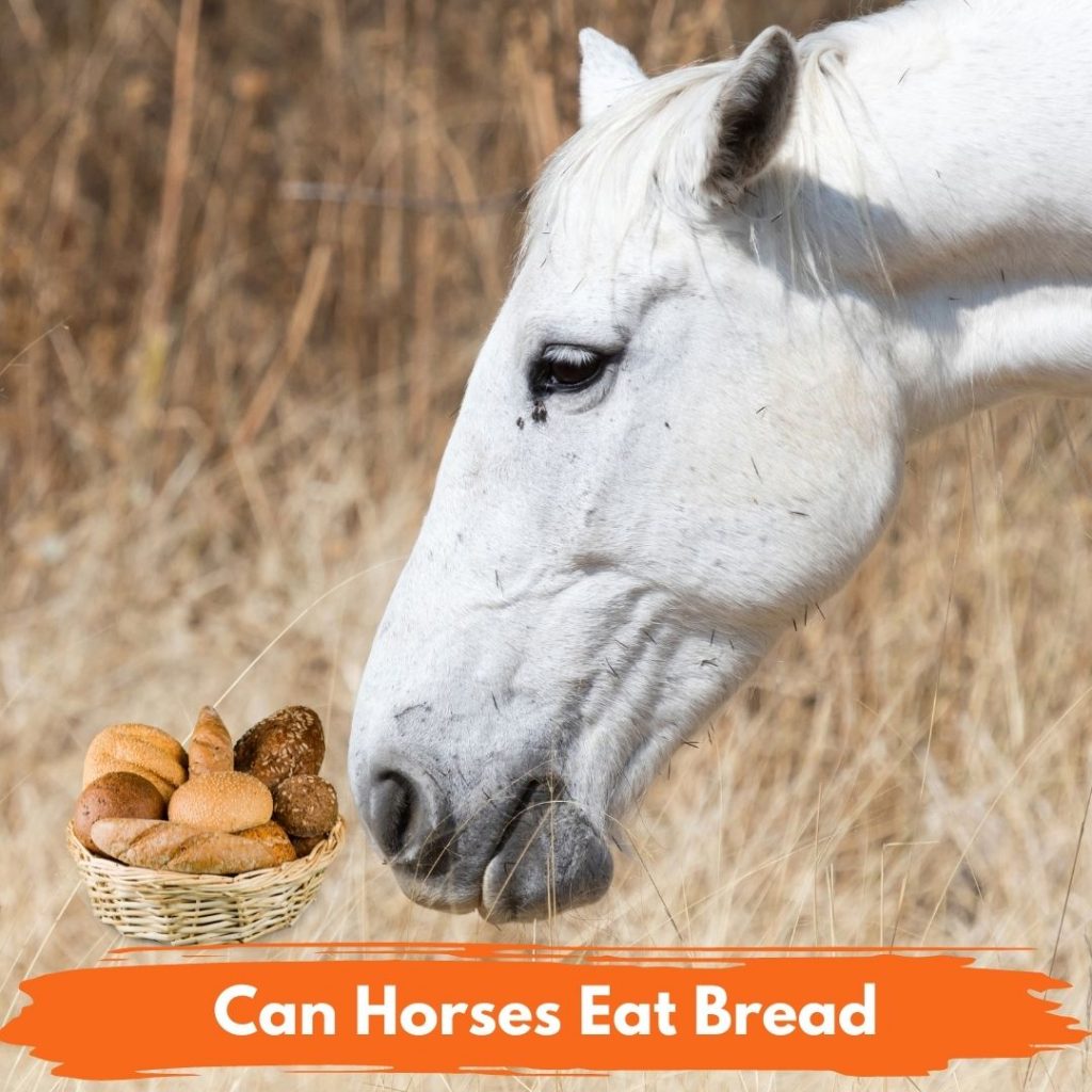 Can Horses Eat Bread