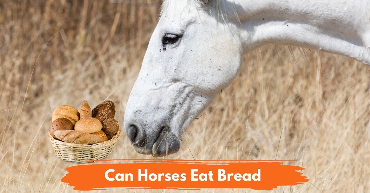 Can Horses Eat Bread Social