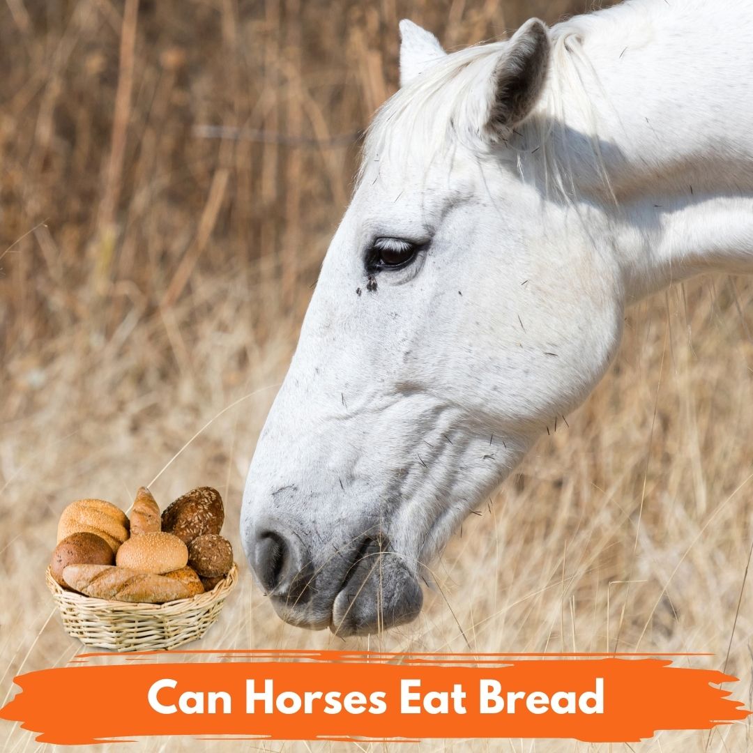 Feed National Equine