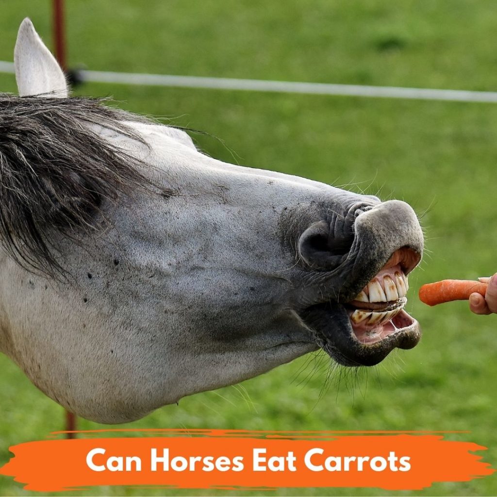 Can Horses Eat Carrots