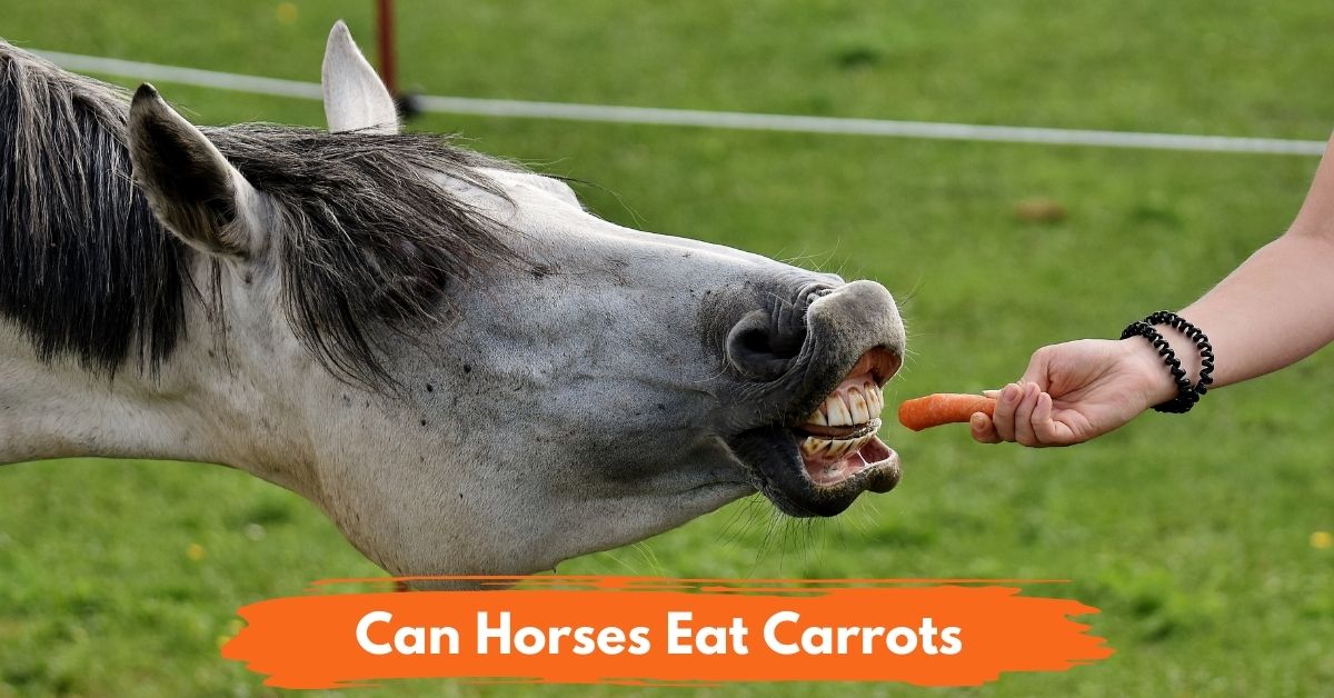 Can Horses Eat Carrots social