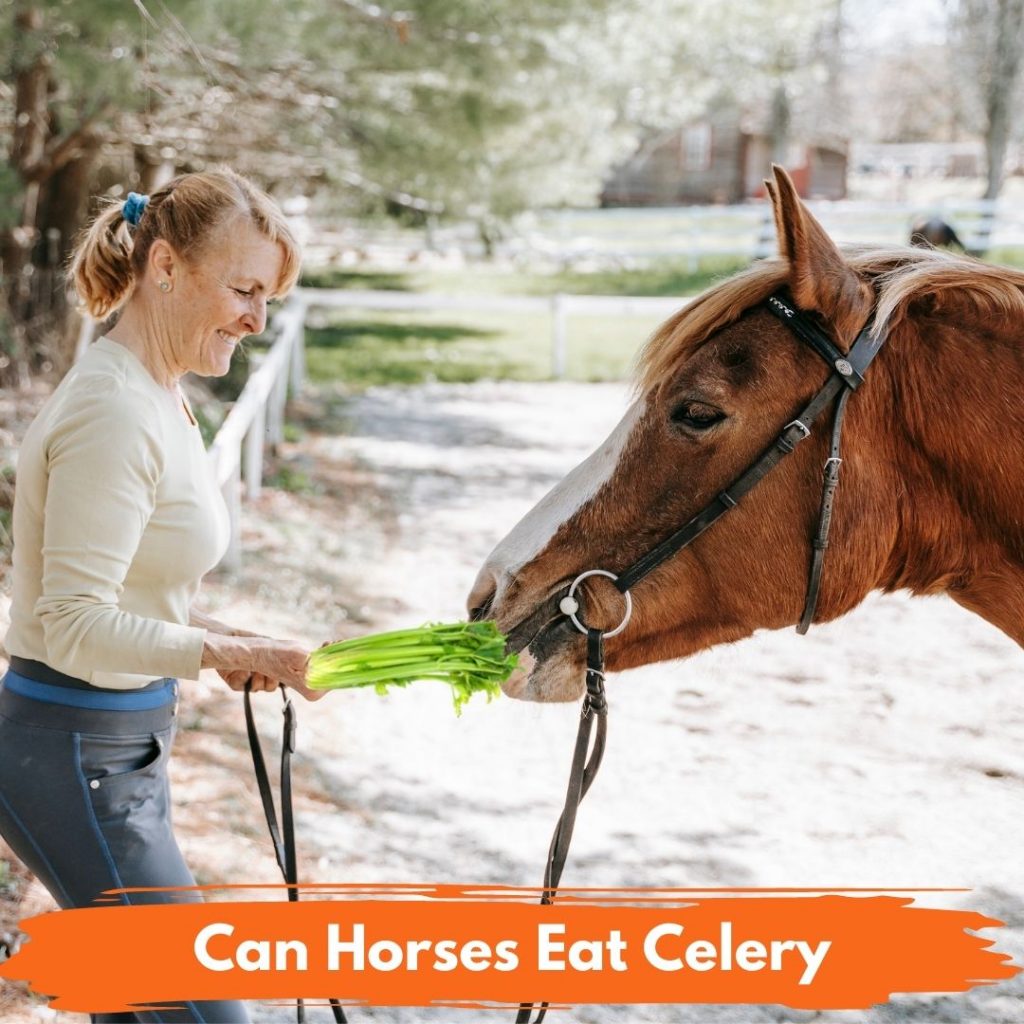 Can Horses Eat Celery