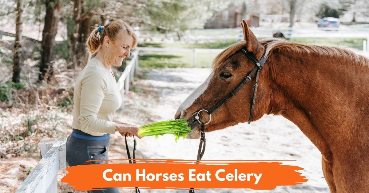 Can Horses Eat Celery Social