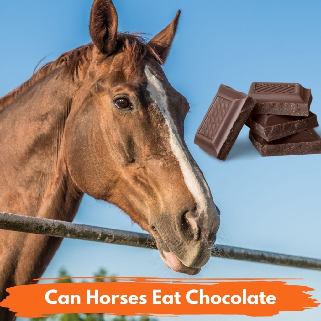 Can Horses Eat Chocolate