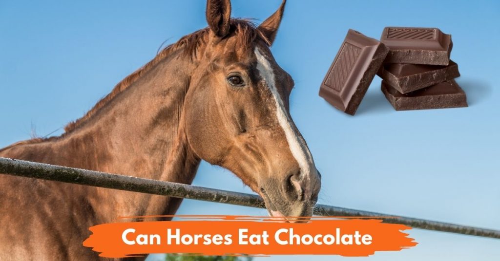 Can Horses Eat Chocolate? National Equine