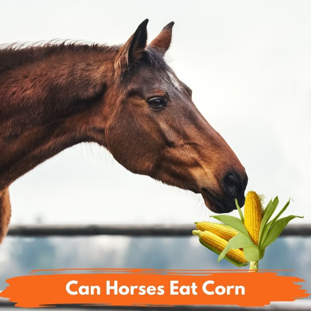 Can Horses Eat Corn