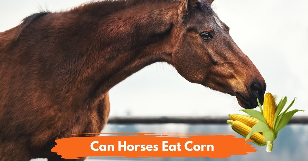 Can Horses Eat Corn Social