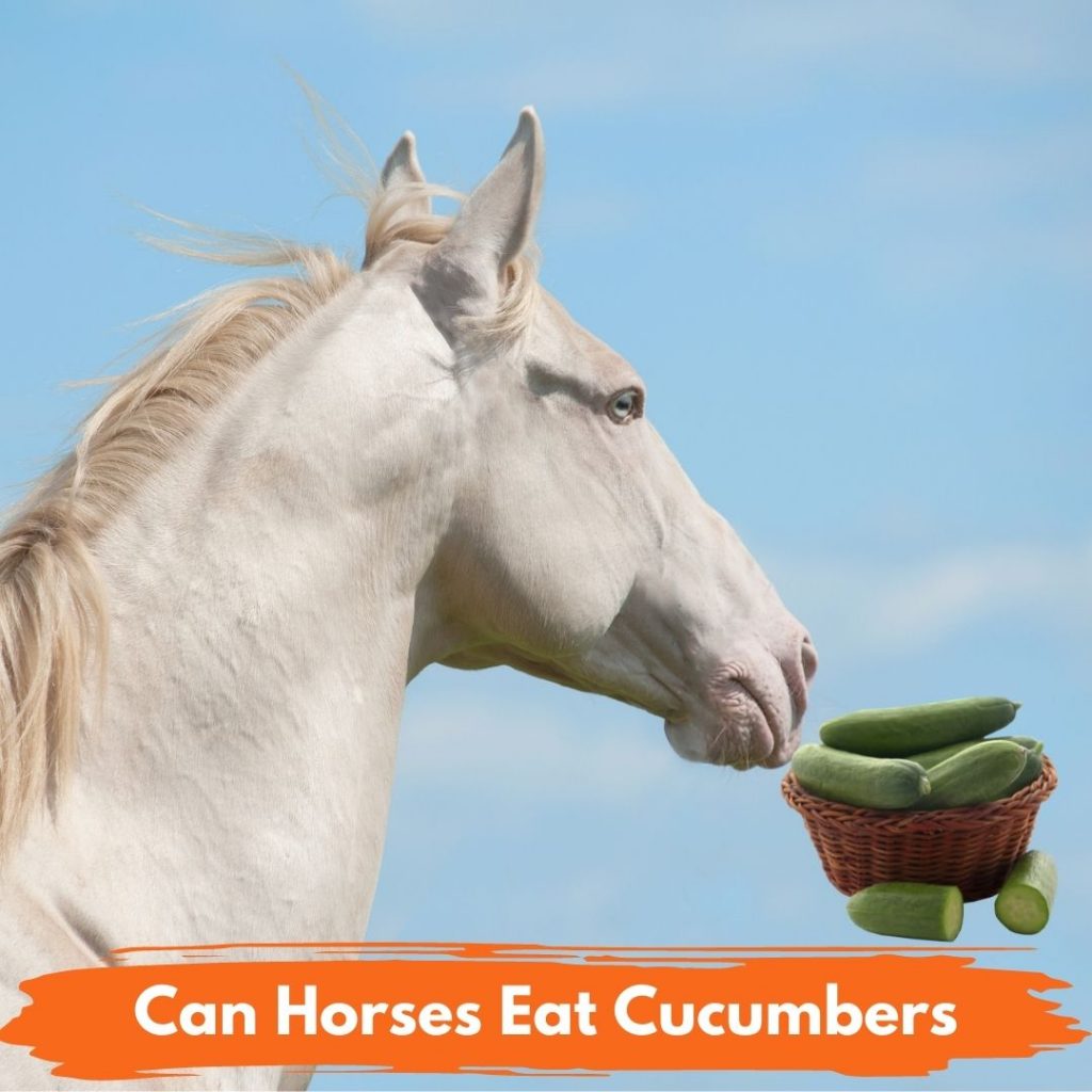 Can Horses Eat Cucumbers
