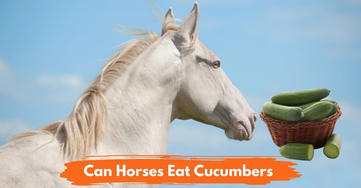 Can Horses Eat Cucumbers social