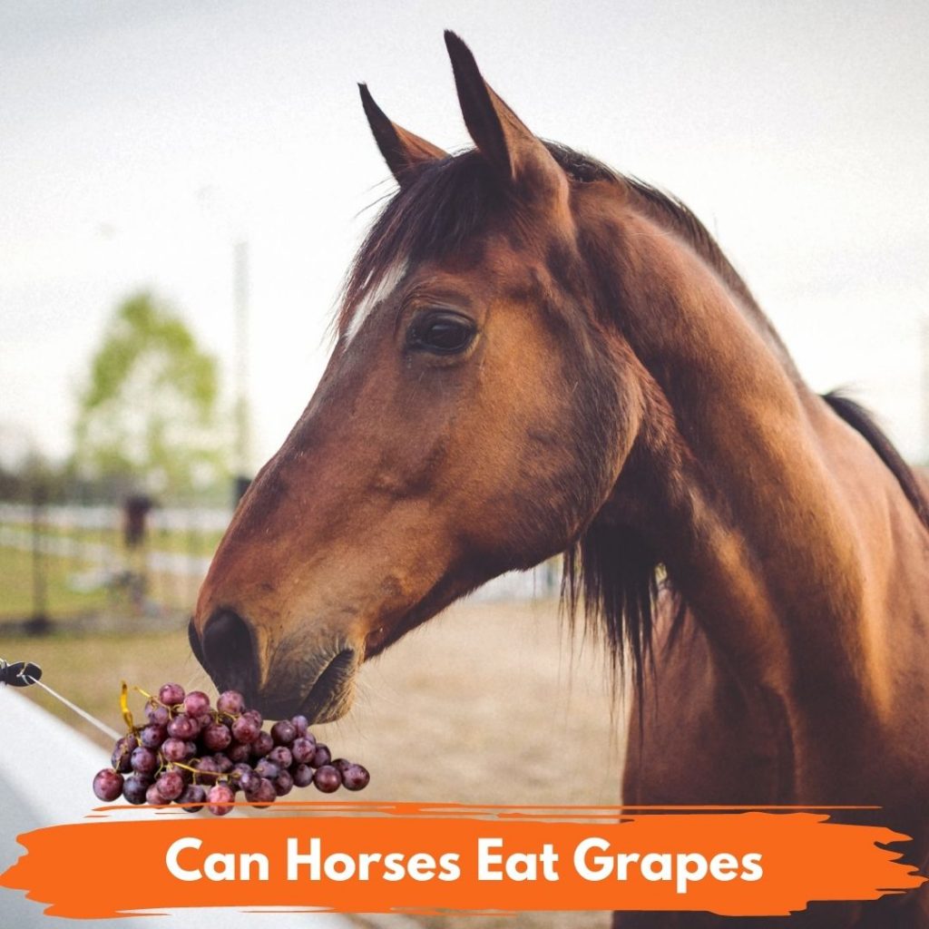 Can Horses Eat Grapes