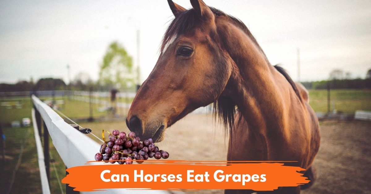 Can Horses Eat Grapes Social