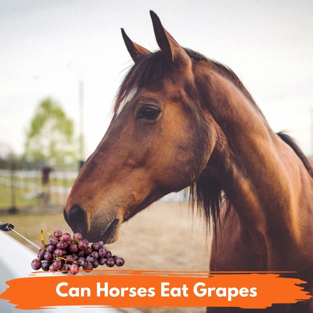 National Equine Everything Horse Related