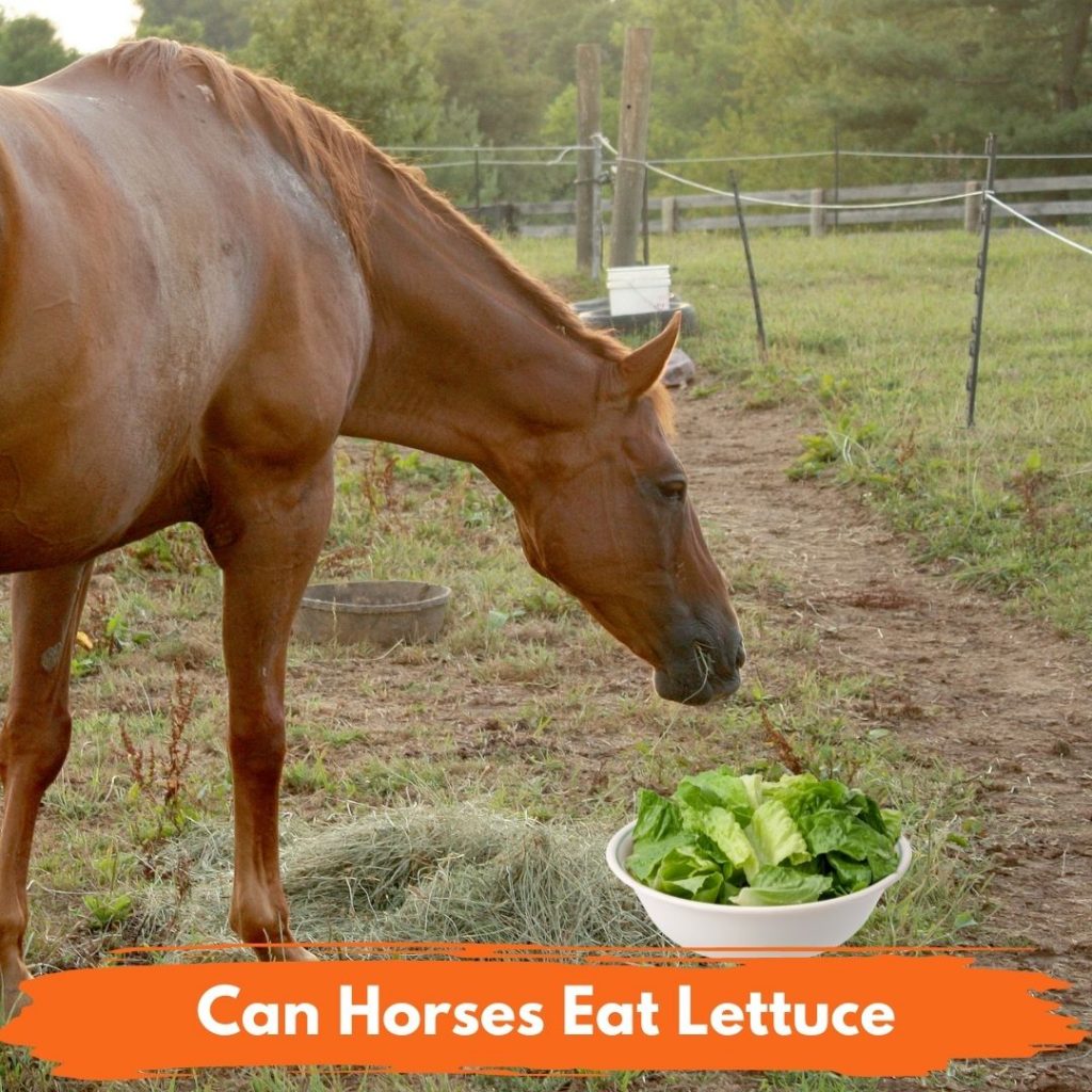 Can Horses Eat Lettuce