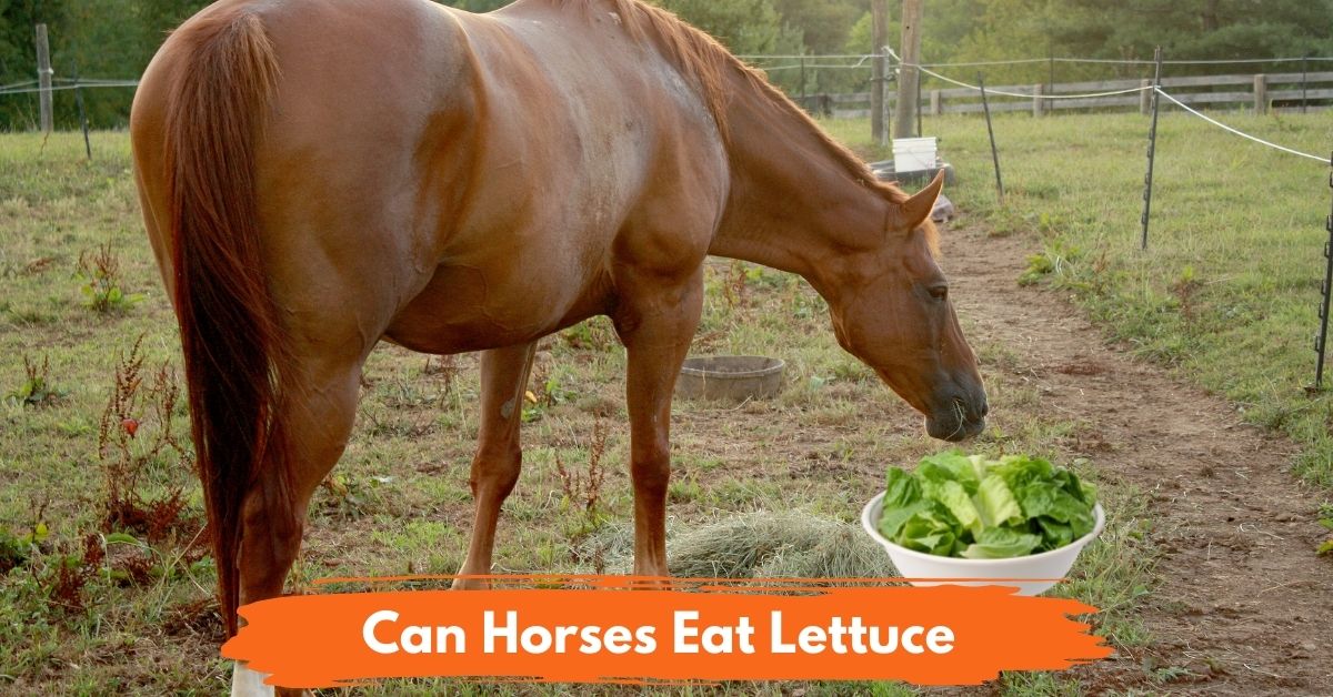 Can Horses Eat Lettuce Social