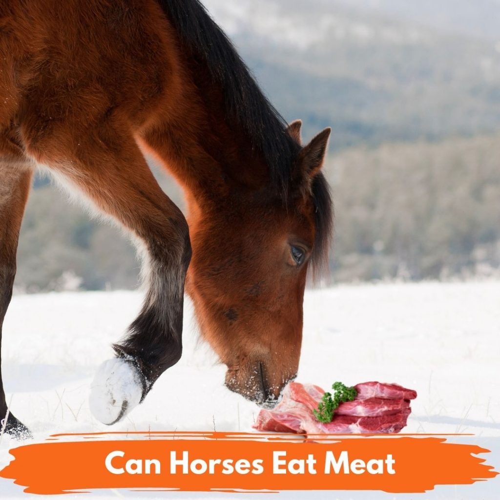 Can Horses Eat Meat