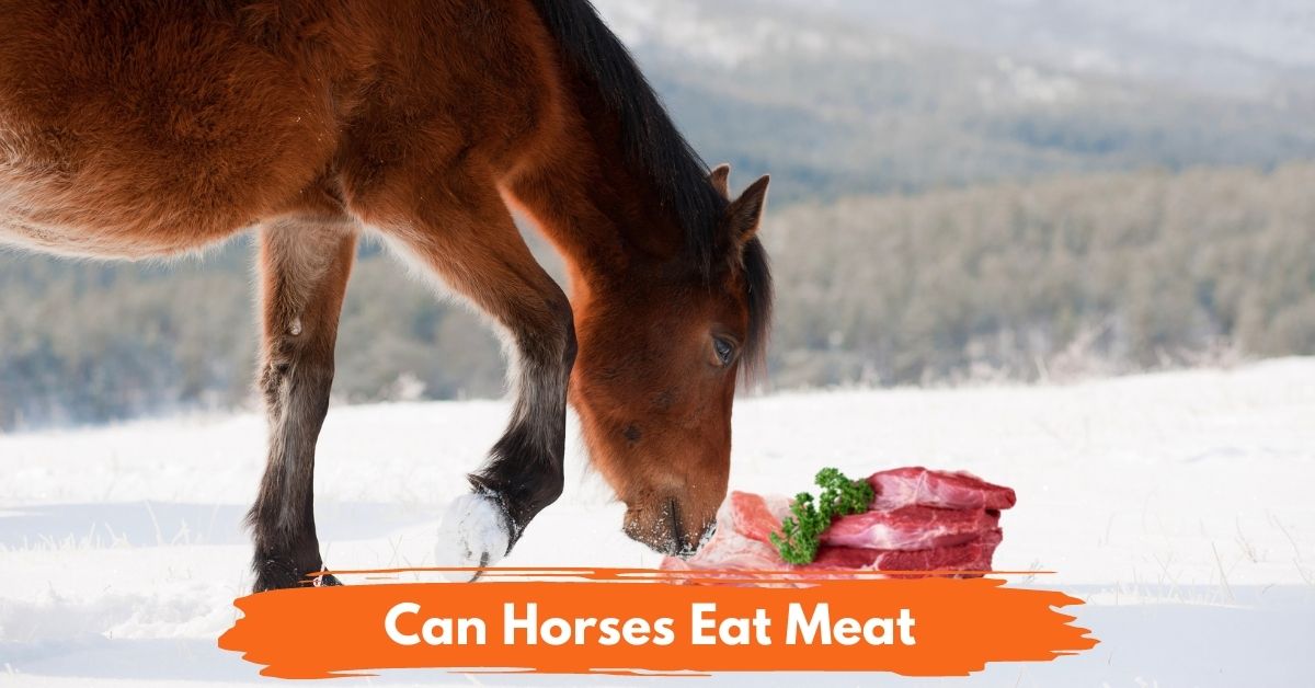 Can Horses Eat Meat? - National Equine