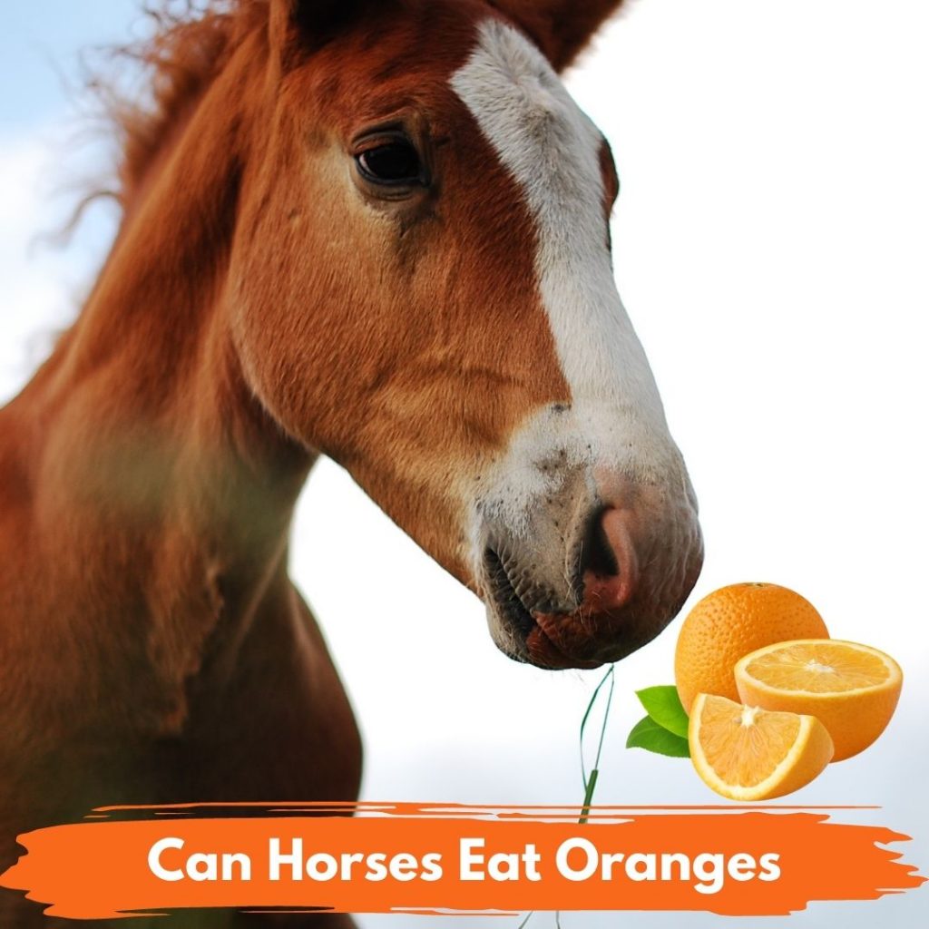 Can Horses Eat Oranges