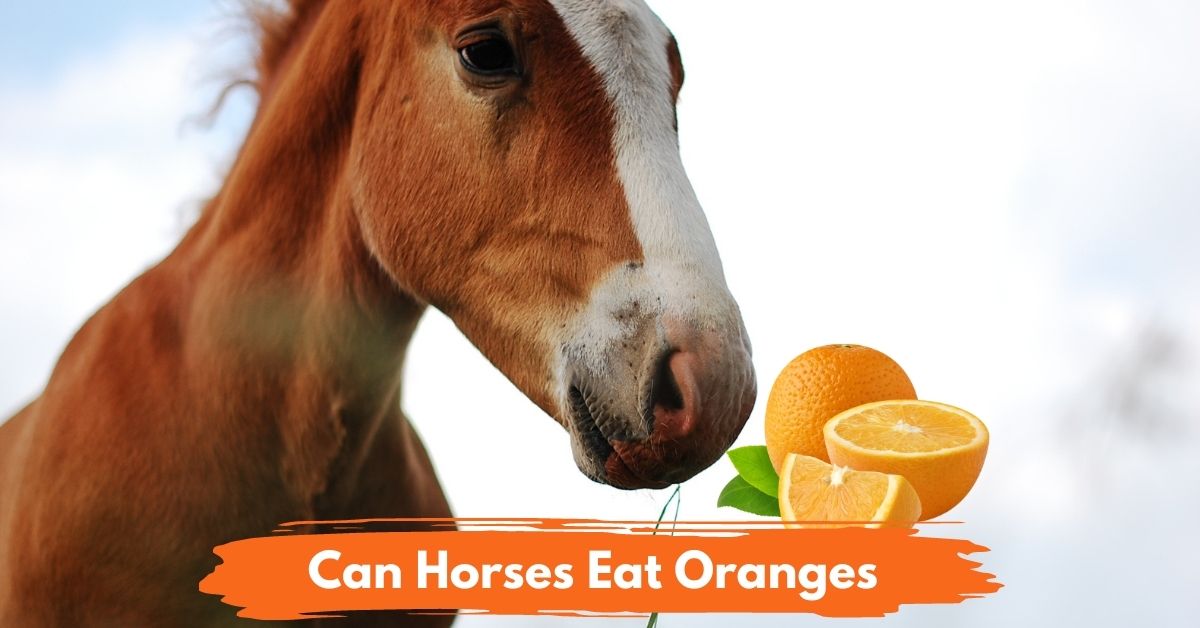 Can Horses Eat Oranges Social