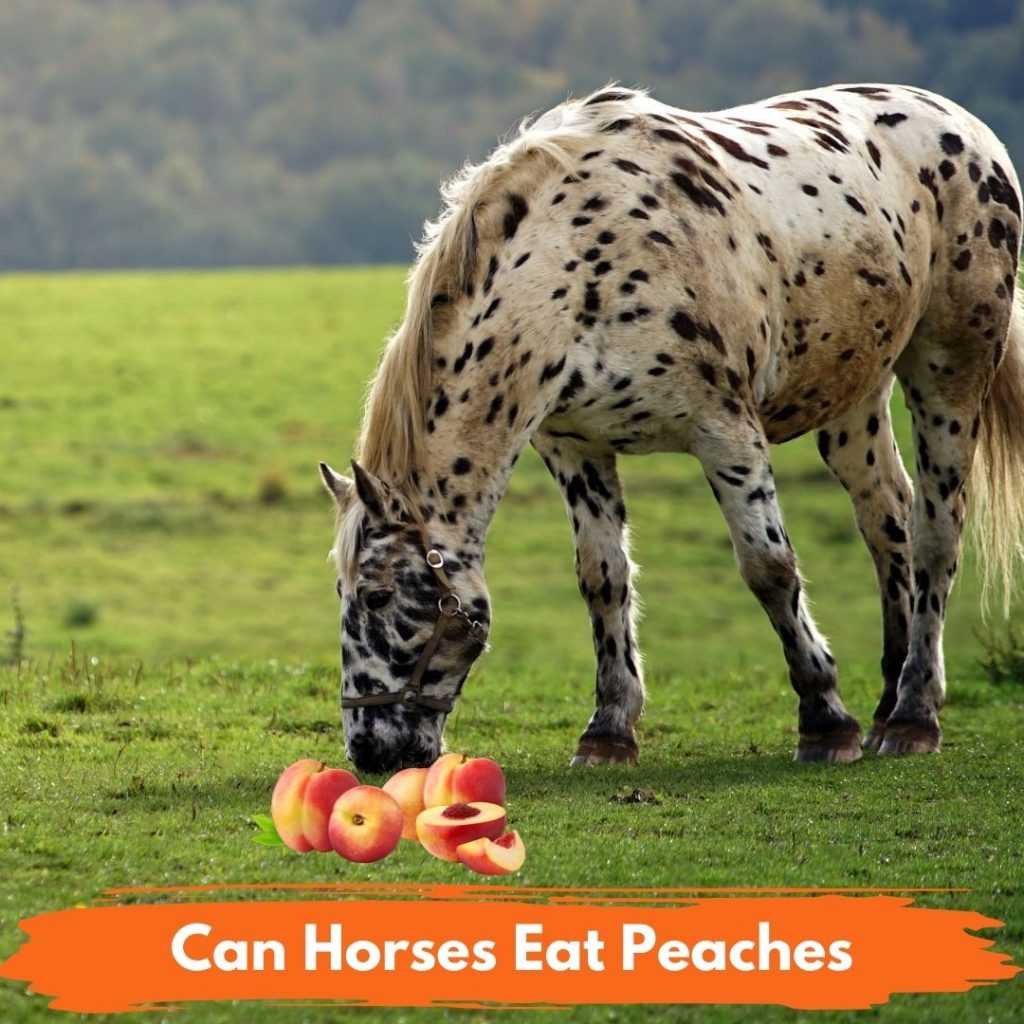 Can Horses Eat Peaches