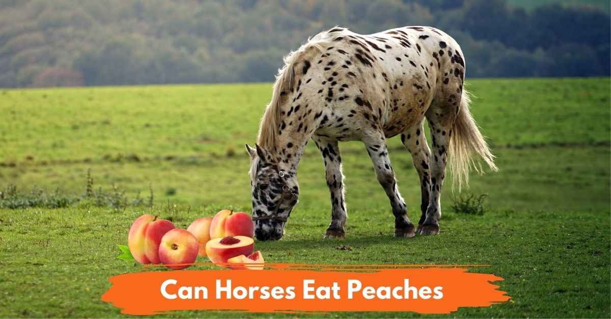 Can Horses Eat Peaches Social