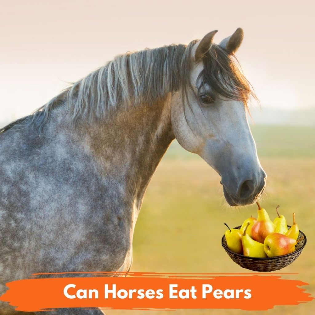 Can Horses Eat Pears