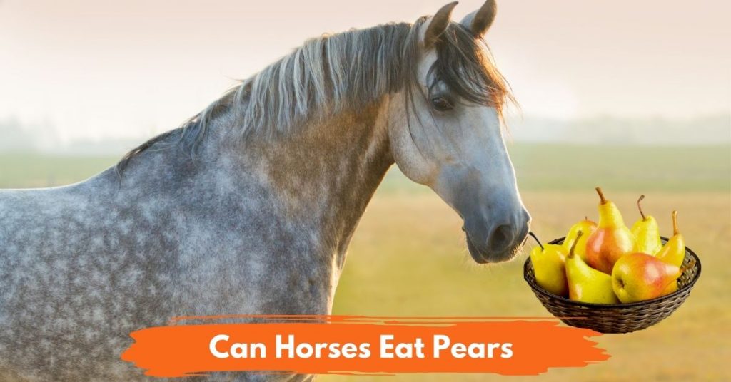 Can Horses Eat Pears? National Equine